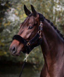 Halters & Lead Ropes