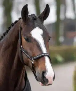Basic headcollar with logo tape and neoprene padding