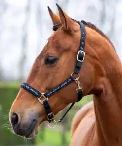 Basic headcollar with logo tape and neoprene padding