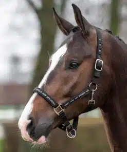 Basic headcollar with logo tape and neoprene padding