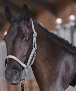 Basic headcollar with logo tape and neoprene padding