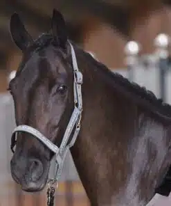 Basic headcollar with logo tape and neoprene padding
