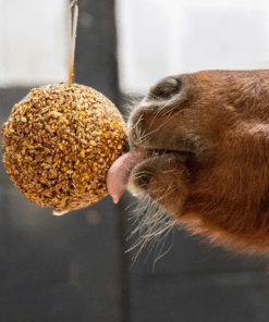 Horse Feed & Nutrition