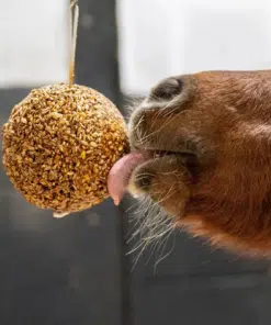 Horse Feed & Nutrition