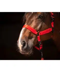 Excellent helkurpäitsed Superior - pehmed ja vastupidavad