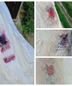 Unika Scudo kreem haavadele ja lõhedele välispidiseks kasutamiseks